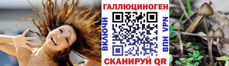 как найти   Нестеровская  блэк спрут вход  Галлюциногенные грибы Cubensis 